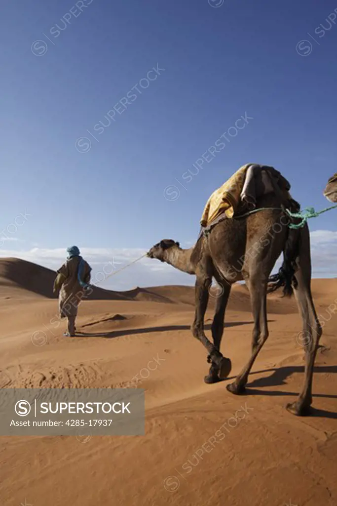 Africa, North Africa, Morocco, Sahara Desert, Merzouga, Erg Chebbi, Berber Tribesman Leading Camel