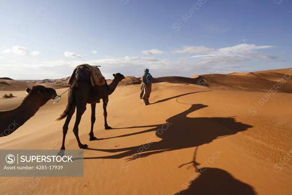 Africa, North Africa, Morocco, Sahara Desert, Merzouga, Erg Chebbi, Berber Tribesman Leading Camels