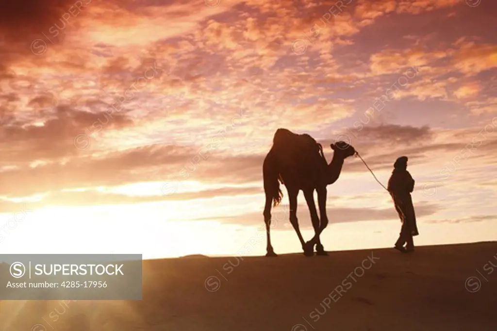 Africa, North Africa, Morocco, Sahara Desert, Merzouga, Erg Chebbi, Berber Tribesman Leading Camel, Sunrise