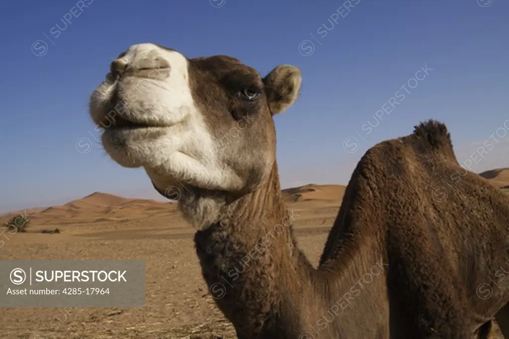 Africa, North Africa, Morocco, Sahara Desert, Merzouga, Erg Chebbi, Camel