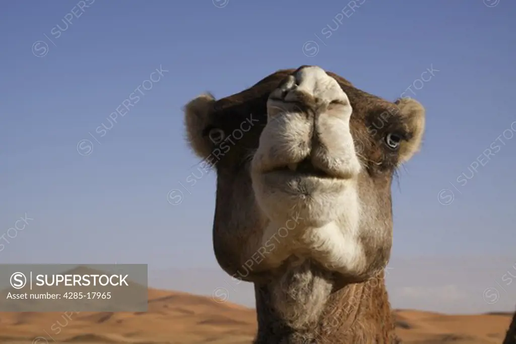 Africa, North Africa, Morocco, Sahara Desert, Merzouga, Erg Chebbi, Head of Camel