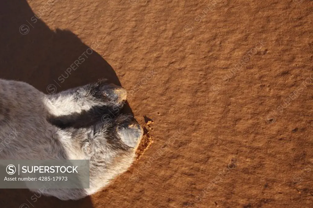 Africa, North Africa, Morocco, Sahara Desert, Merzouga, Erg Chebbi, Foot of Camel on the Sand