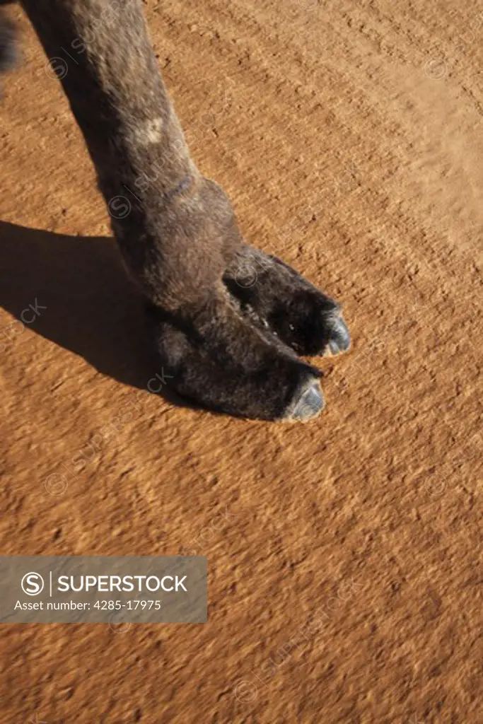 Africa, North Africa, Morocco, Sahara Desert, Merzouga, Erg Chebbi, Foot of Camel on the Sand