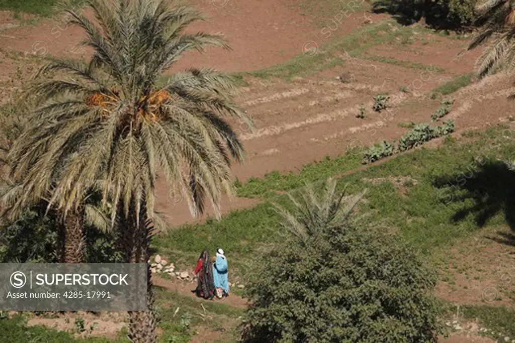 Africa, North Africa, Morocco, Tinerhir, Dades Valley, Palm Groves, Fields, Women