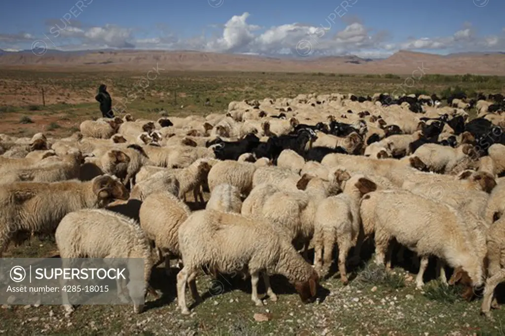Africa, North Africa, Morocco, High Atlas Mountains, Dades Valley, Berber Woman Tending Sheep and Goats