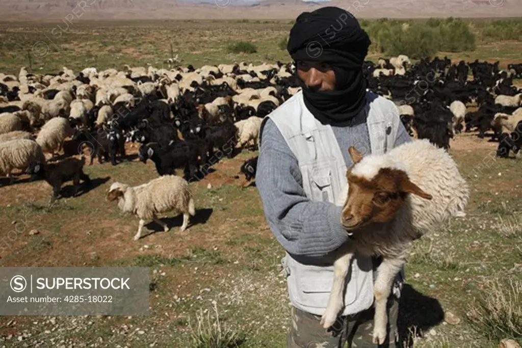 Africa, North Africa, Morocco, High Atlas Mountains, Dades Valley, Shepherd Holding Sheep