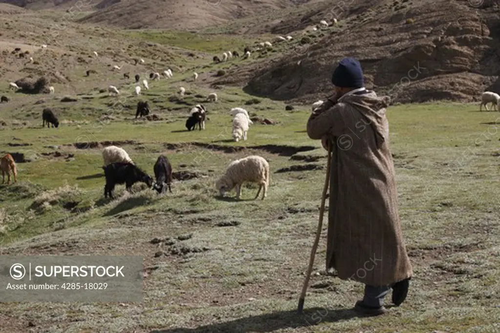 Africa, North Africa, Morocco, Atlas Mountains, Terraced Fields, Tizi n Tichka, Shepherd Tending Sheep and Goats