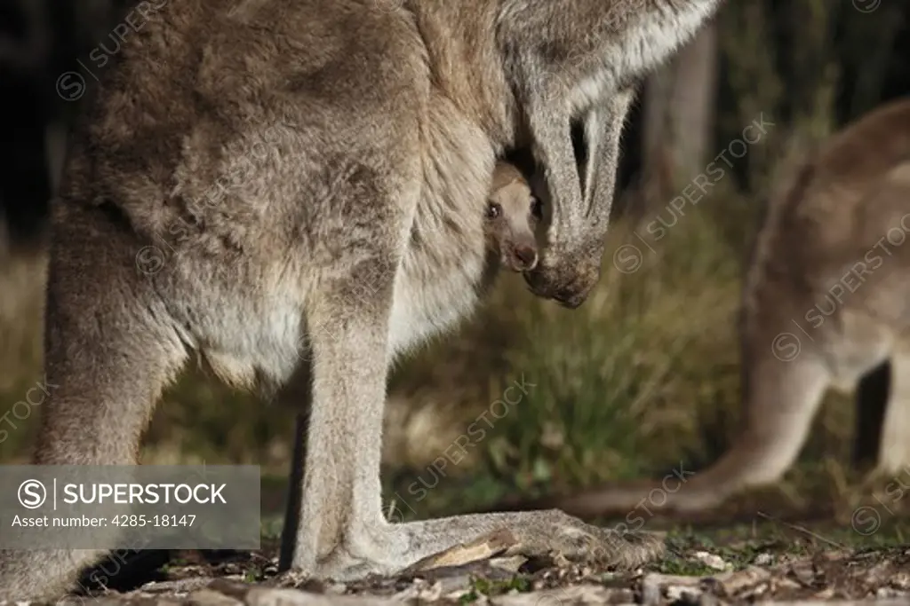 Australia, New South Wales, Coonabarabran, Warrumbungles National Park, Grey Kangaroo and Joey