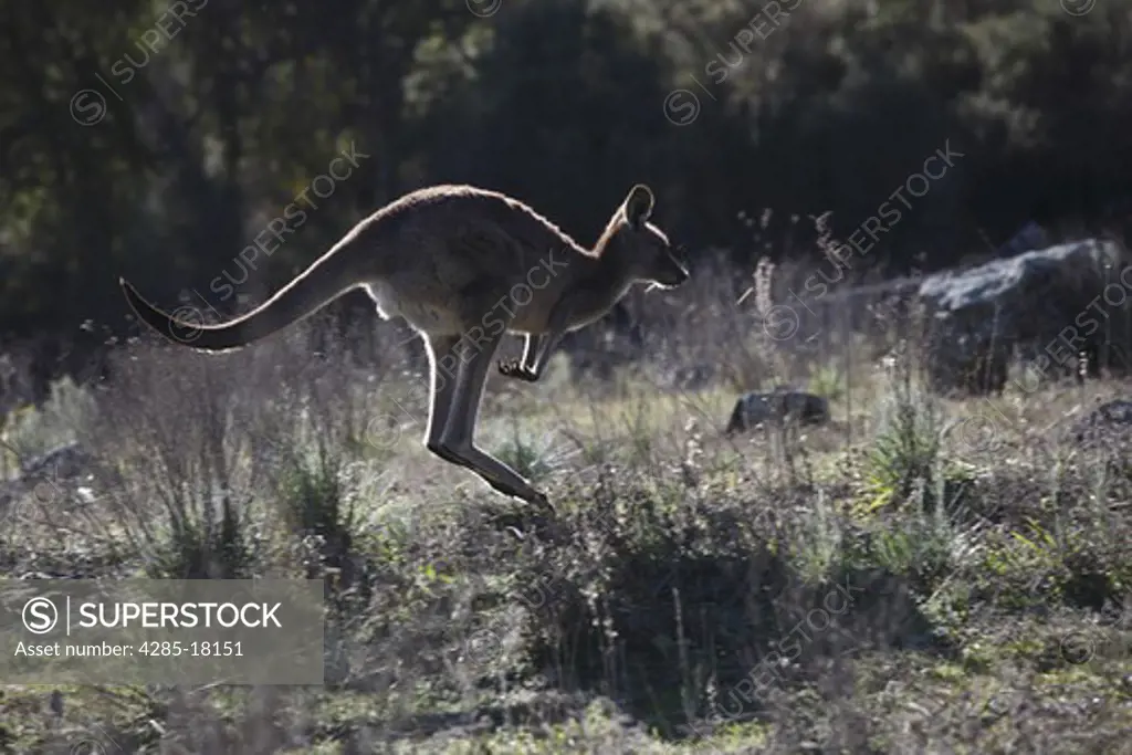 Australia, New South Wales, Coonabarabran, Warrumbungles National Park, Great Grey Kangaroo, Hopping
