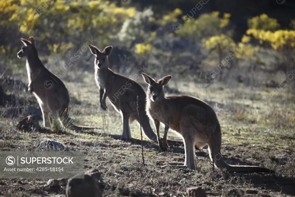 Australia, New South Wales, Coonabarabran, Warrumbungles National Park, Great Grey Kangaroos