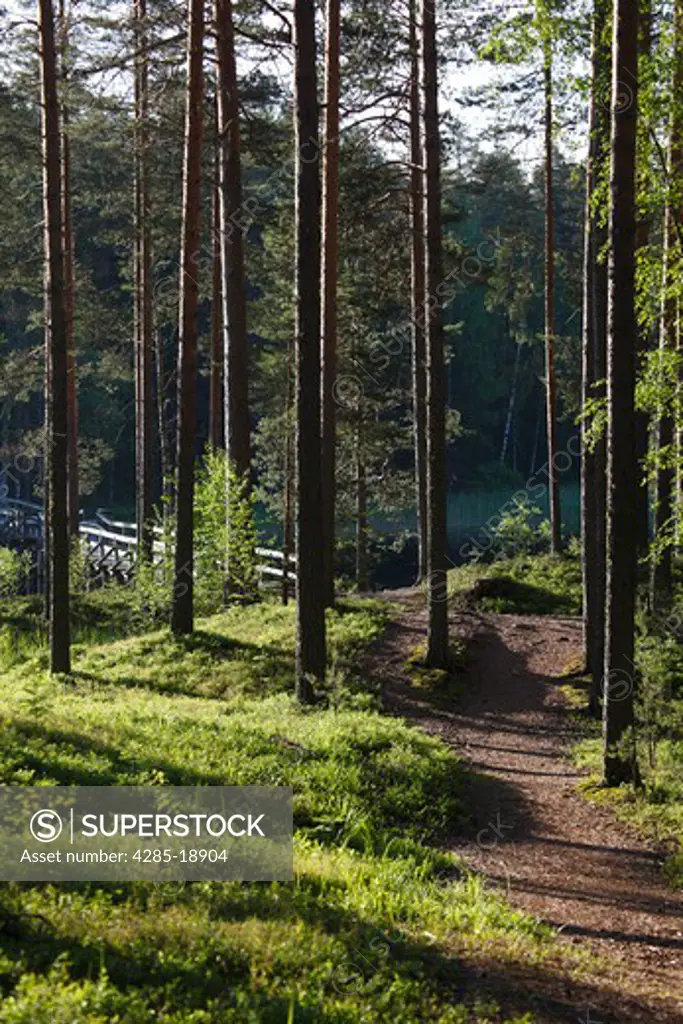 Finland, Region of Southern Savonia, Savonlinna, Punkaharju Ridge, Punkaharju Nature Reserve, Saimaa Lake District, Trees and Walking Track