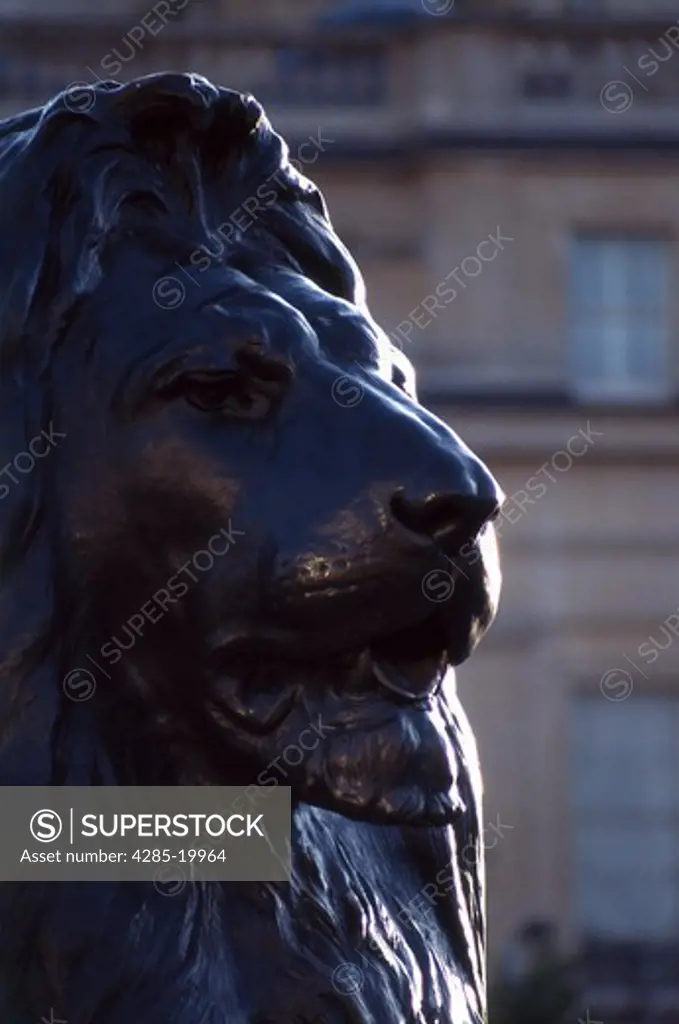 United Kingdom, London, Trafalgar Square, Lion