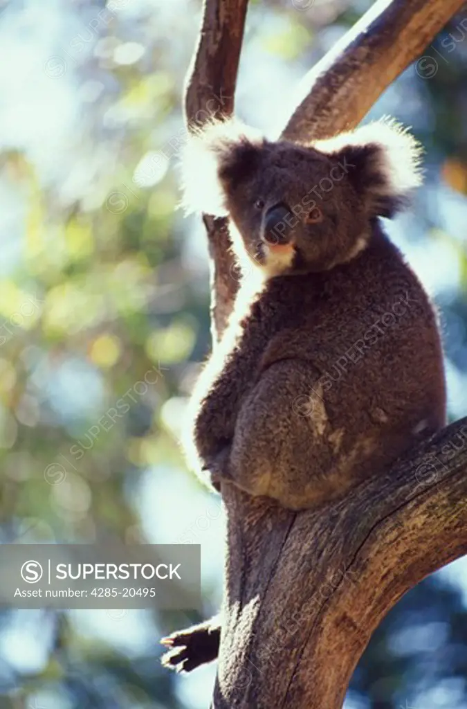 Ballarat Wildlife Park, Koala