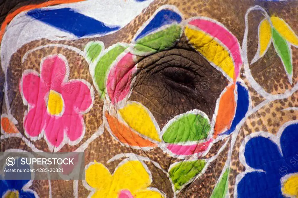 Jaipur, Decorated Elephant
