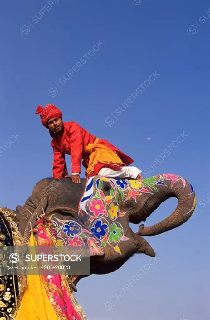 Jaipur, Decorated Elephant