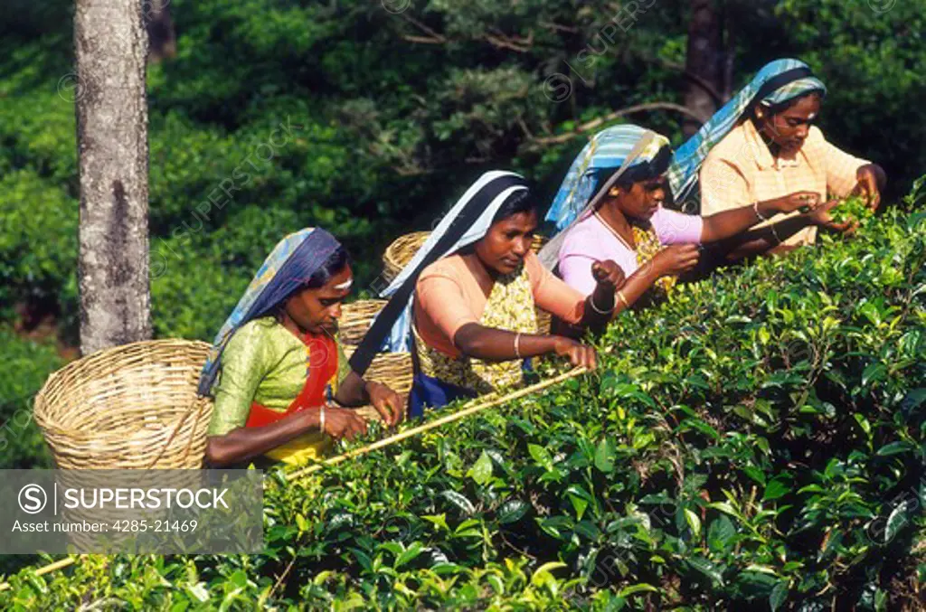 Nuwara Eliya, Women Tea Picking