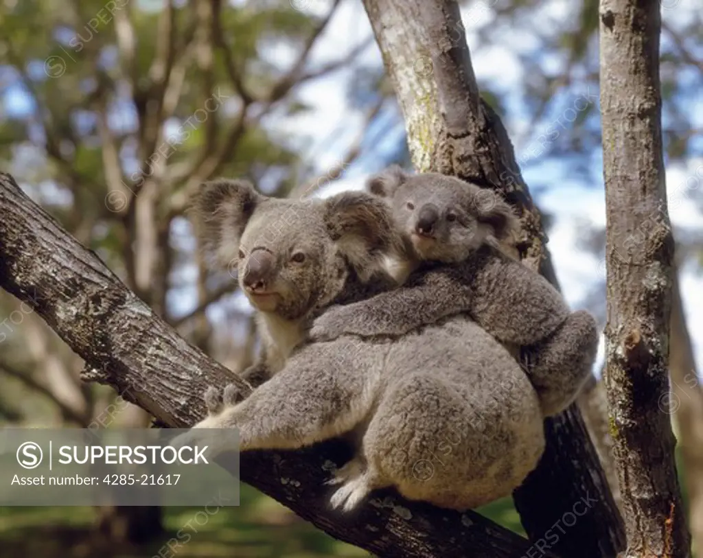 Australia, Queensland, Koala and Baby
