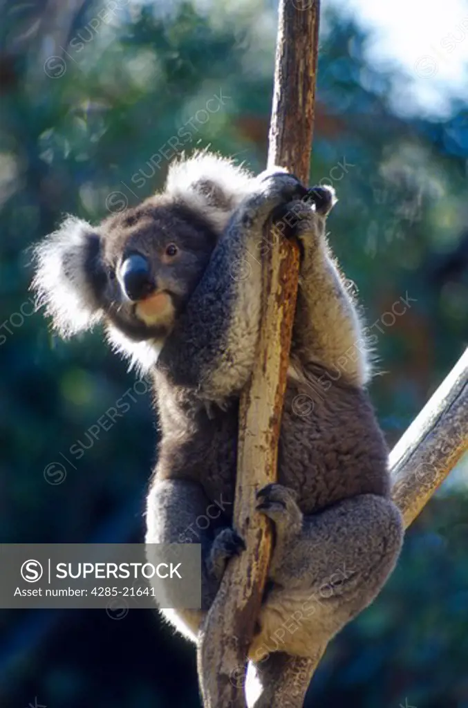 Australia, Victoria, Ballarat Wildlife Park, Male Koala