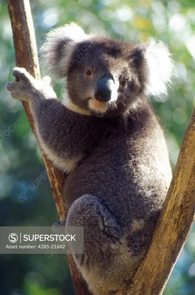 Australia, Victoria, Ballarat Wildlife Park, Male Koala