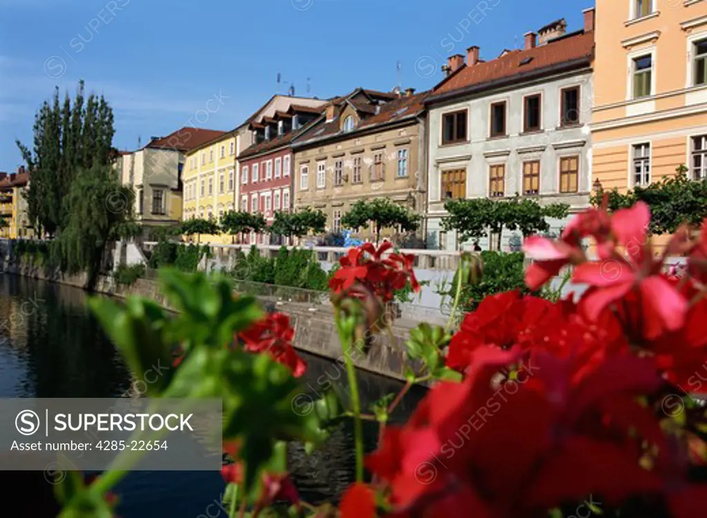 Slovenia, Ljubljana, Ljubljanica River, Flowers