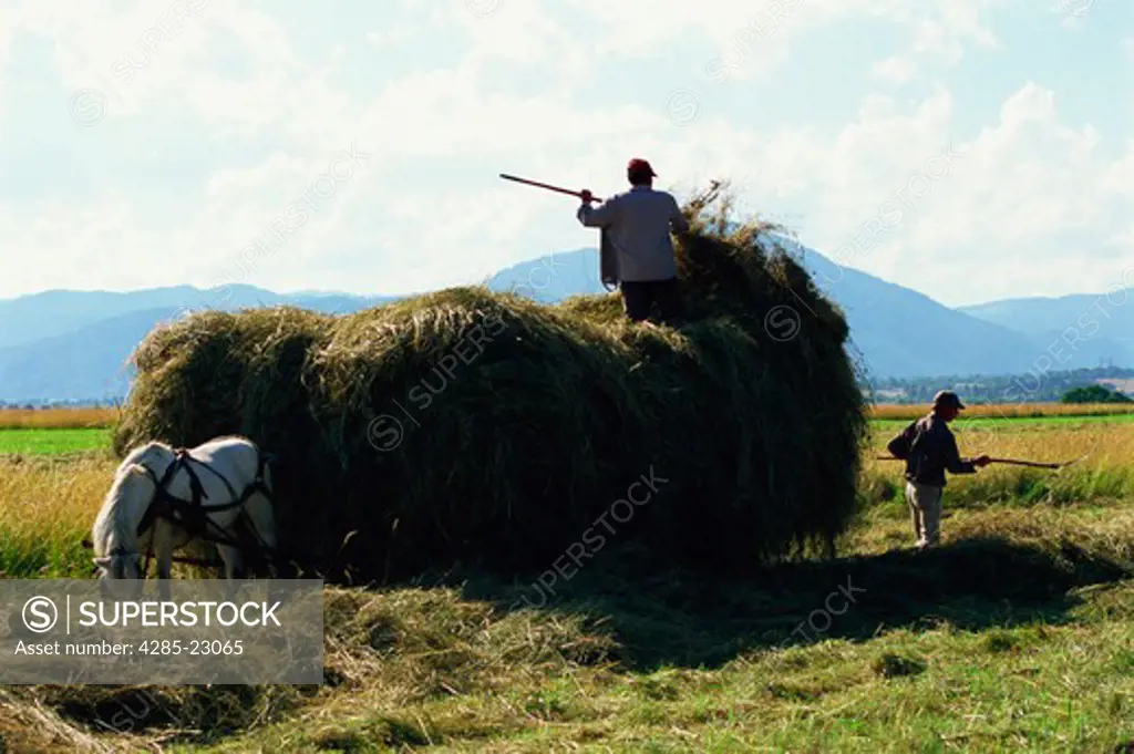 Romania,Transylvania, Rural Country Scene, Men Loading Hay on Cart