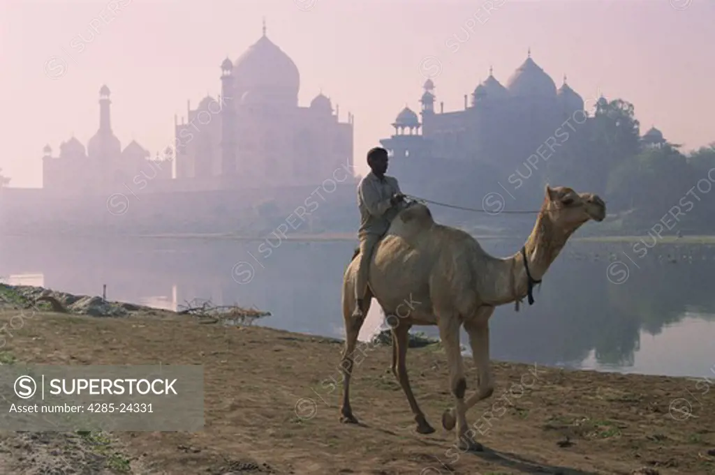 India, Agra, Taj Mahal, Man Riding Camel
