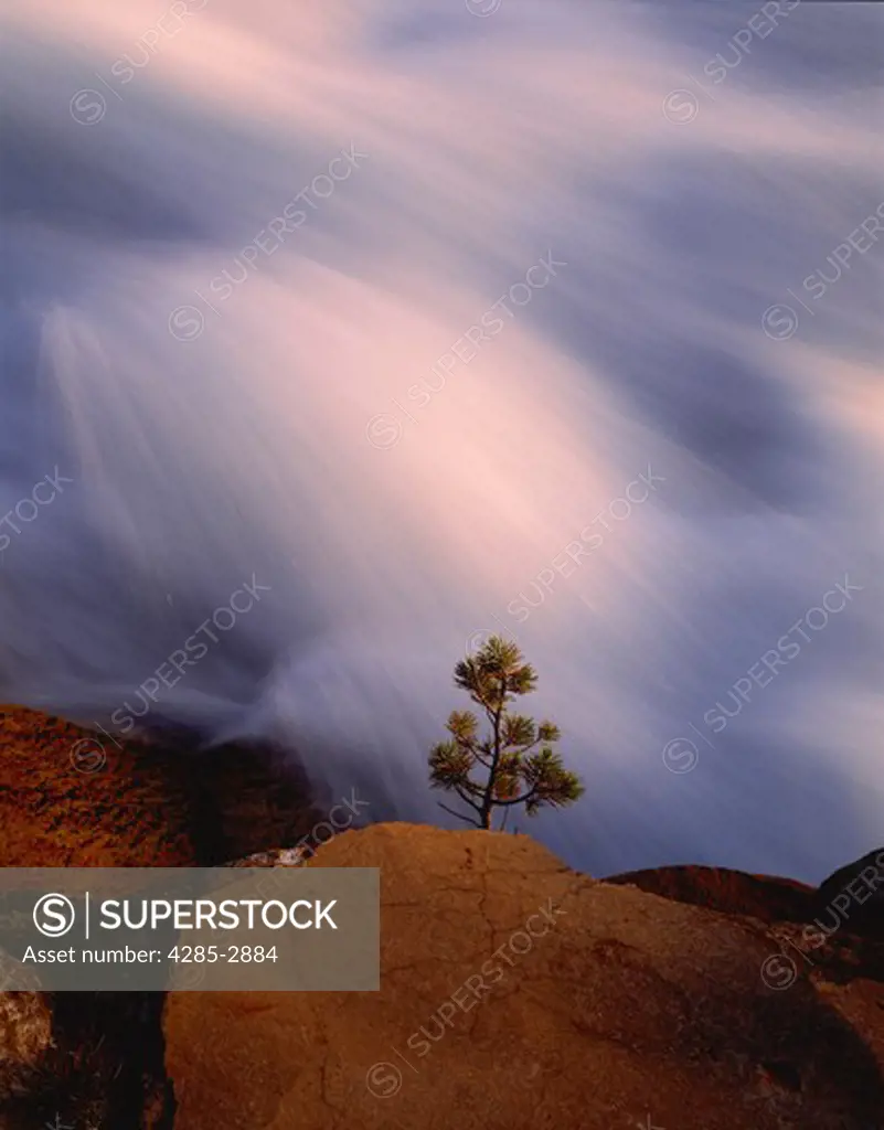 A Pine seedling growing up between the rocks as the Tuolumne River in Yosemite National Park, California rushes past in the background.