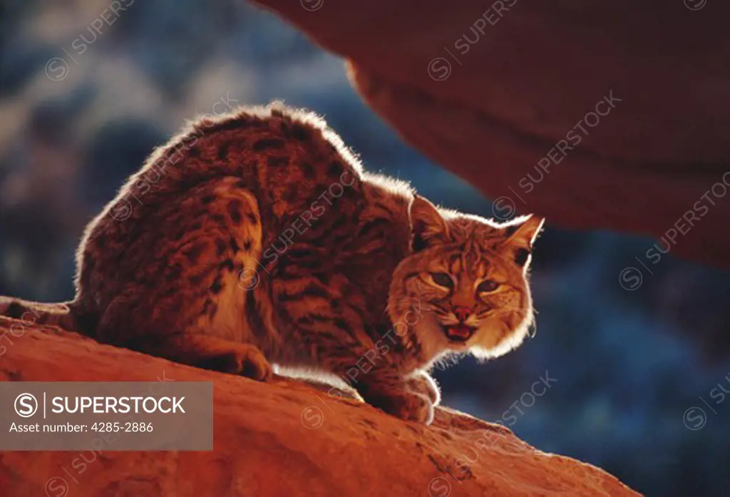 A Bobcat (Felis rufus) crouching on a rock in Utah.