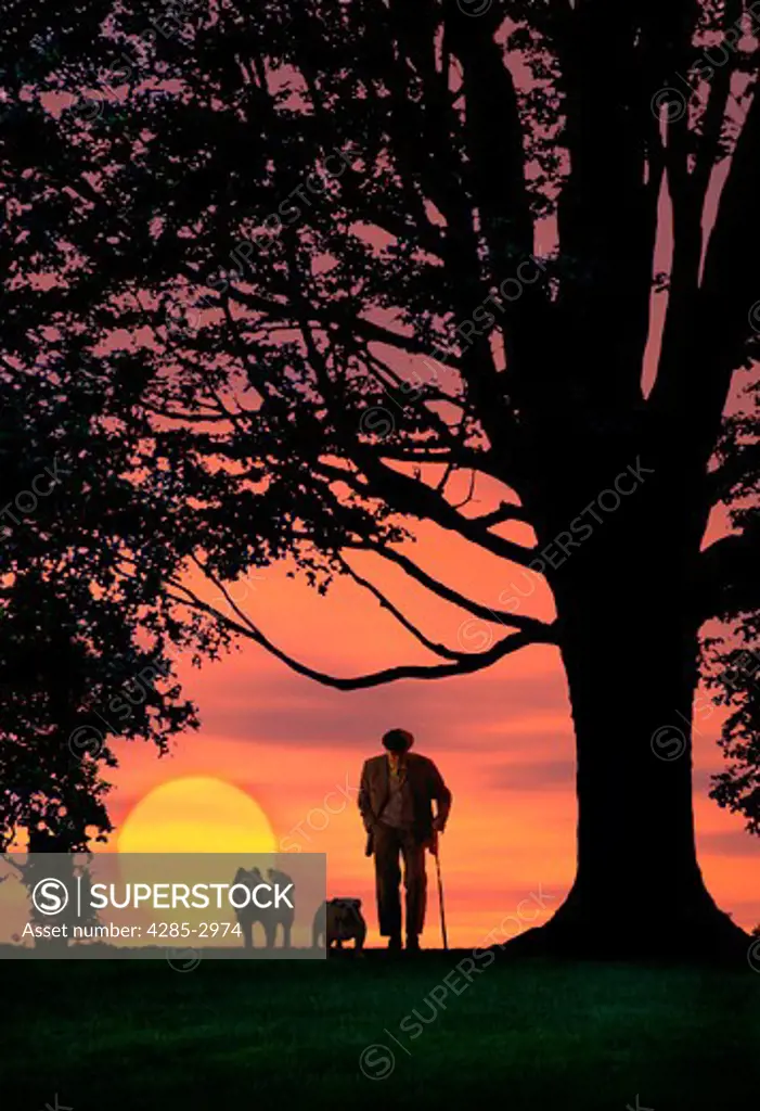 Silhouette of a senior man with a cane walking with his dogs beneath a tree as the sun sets in the background.