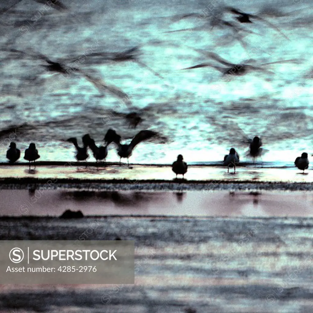 Birds wading at the waters edge.