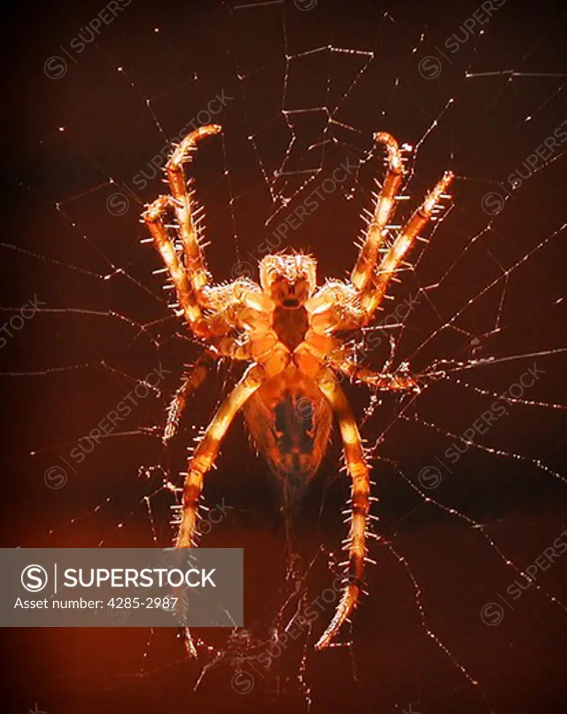 Close-up of a spider in the center of its web.