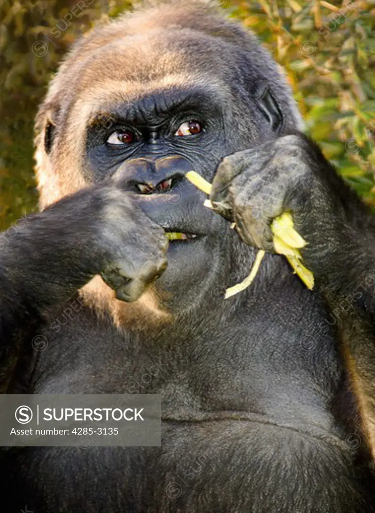Gorilla, male, close-up eating green roots with suspicious/greedy/angry look on face.