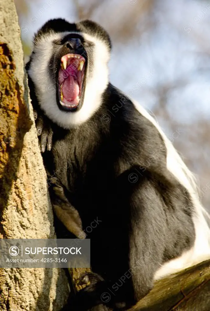 Colobus Monkey, on tree branch, yawning, showing large teeth.