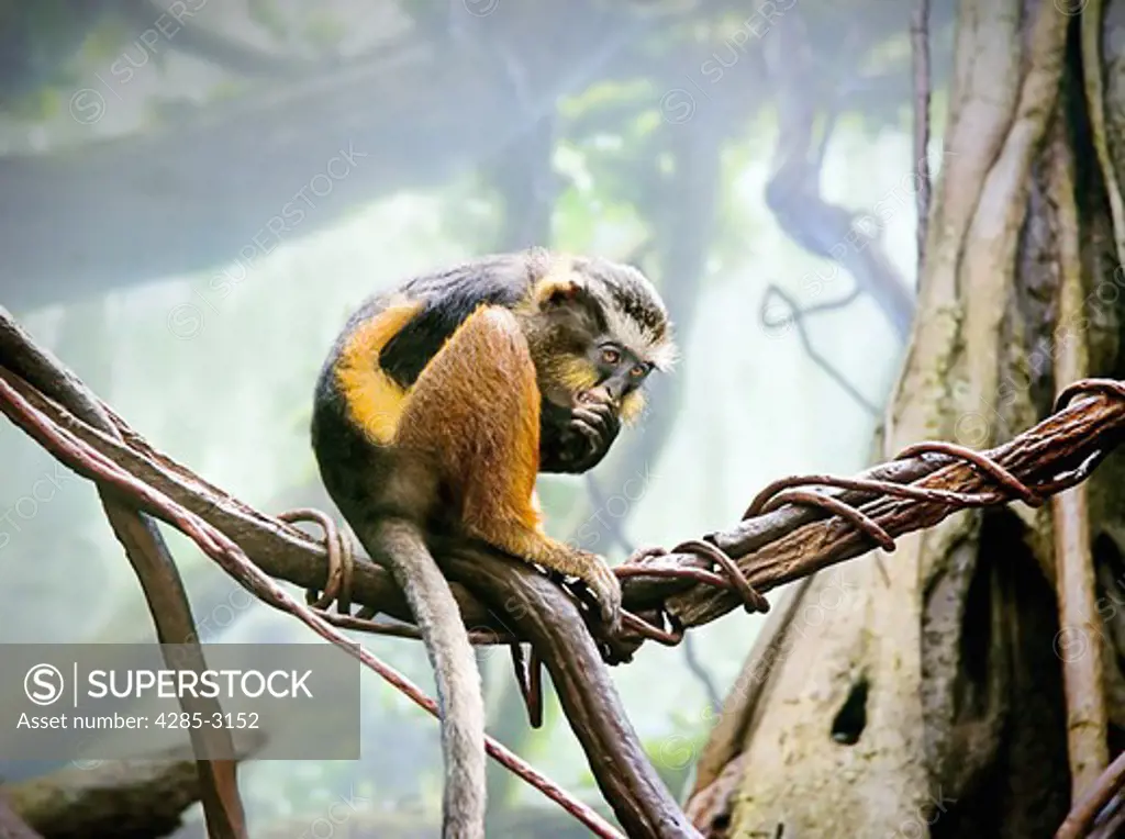 Wolf's Monkey (cercophitecus wolfi) young adult, in jungle setting, sitting on branch, hunched over, with very scared, fearful look on face, holding hand to mouth.