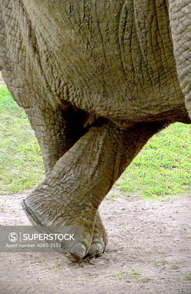 Elephant, adult, close-up of crossed rear legs  as if retaining urge to urinate.
