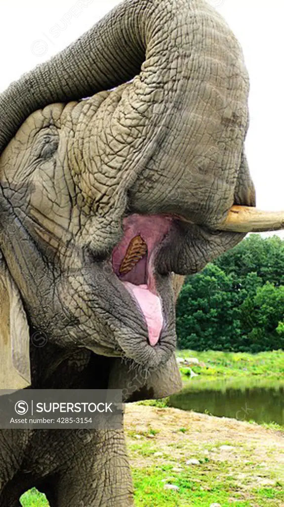 Elephant, adult, close-up of head, trunk up, open mouth showing large molar tooth.