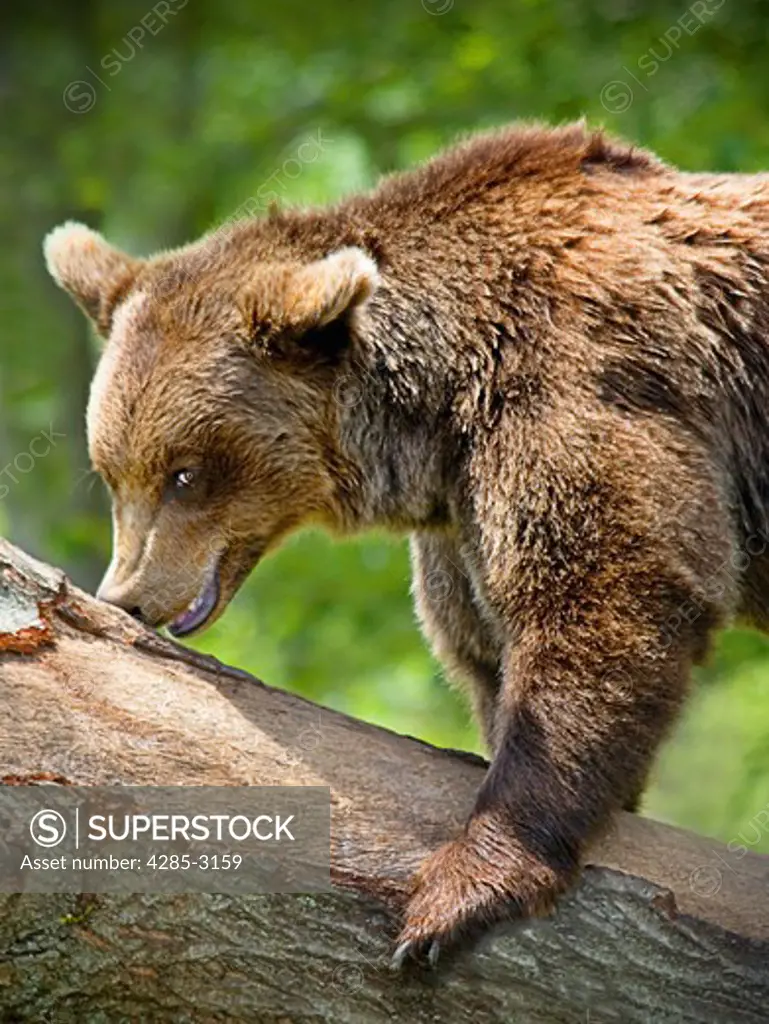 Grizzly / brown Bear on large tree branch, nose pressed unto branch, looking at camera with sly smile / look on face.
