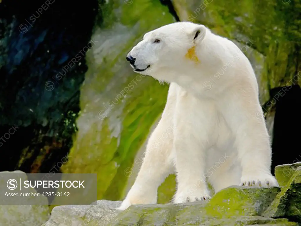 White Polar Bear standing on rock looking sideways with cave in background.