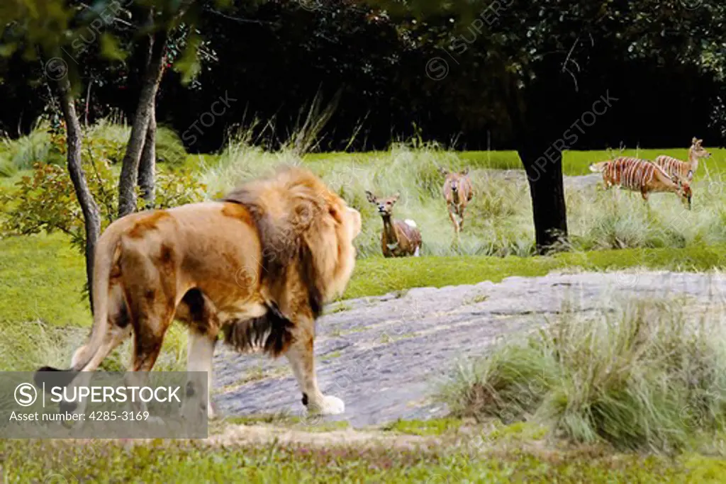 Lion, adult male, full body, walking on rock, stalking antelope seen in green background.