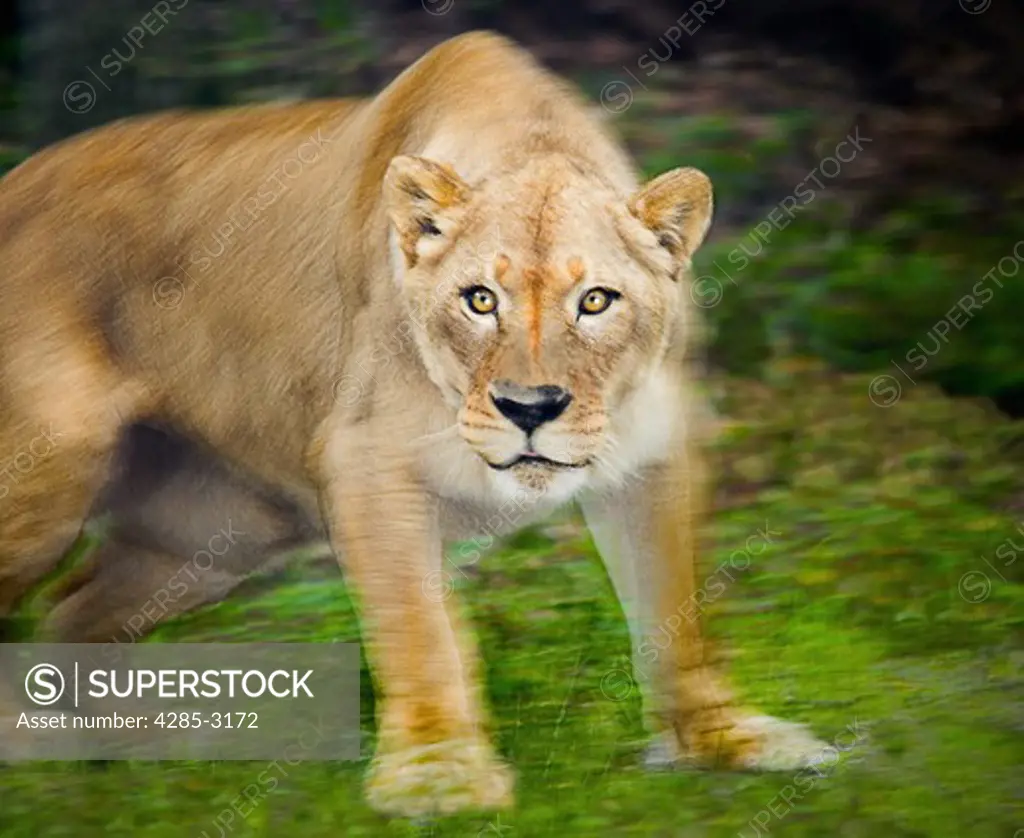 Lioness, adult, full body, glaring at camera, as if getting up and starting to attack, body in blur, head in sharp focus.