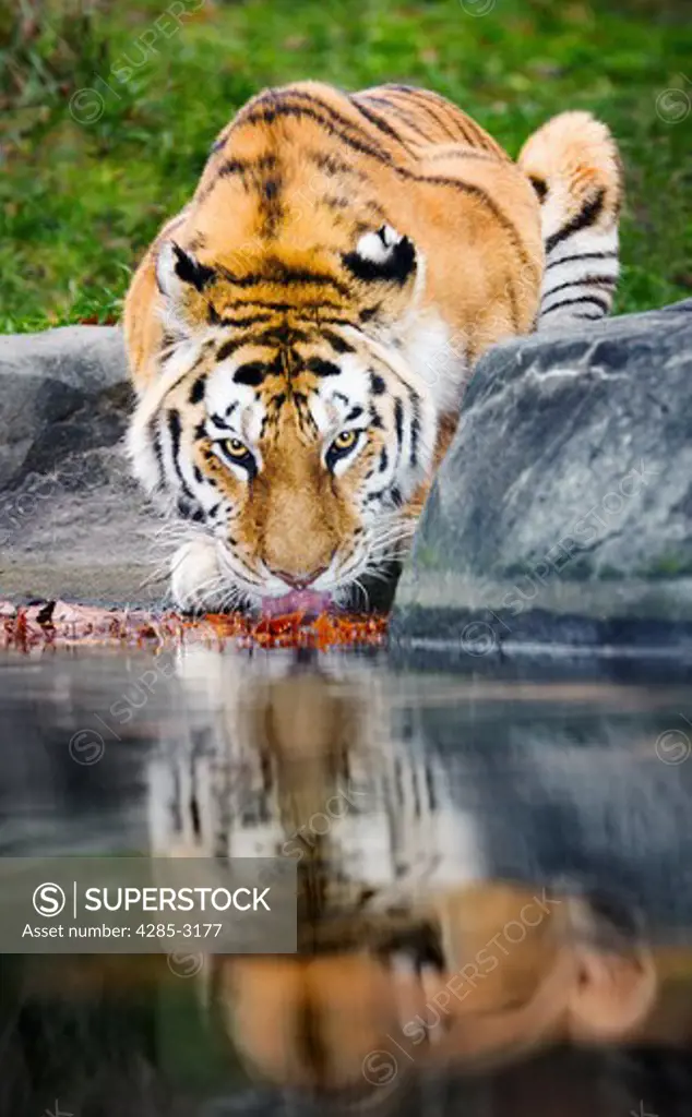 Tiger, adult, crouching down at edge of water hole, looking at viewer and slurping up water, tongue visible.