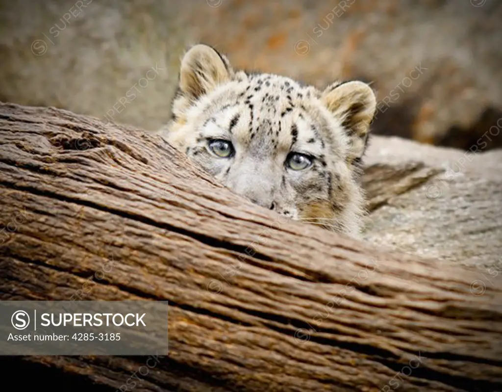Snow leopard, cute baby, or very young, close up, peeking out at viewer from behind fallen tree trunk, only eyes and ears showing.