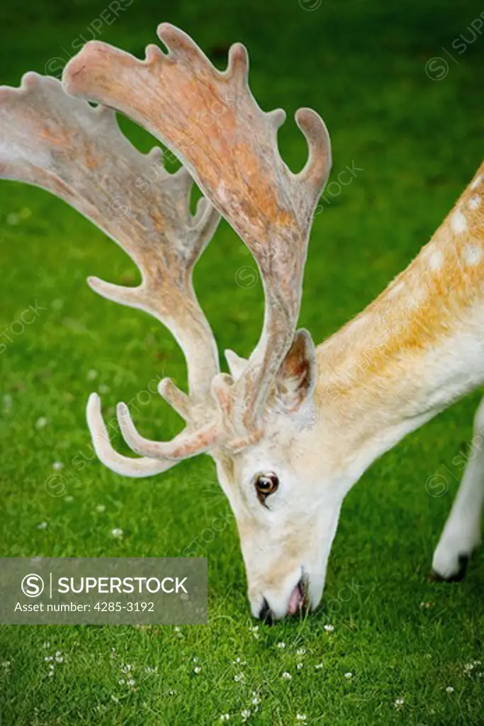 Fallow deer, (Bambi type deer with white spots), with full antlers covered in velvet eating grass, close-up, head and neck.