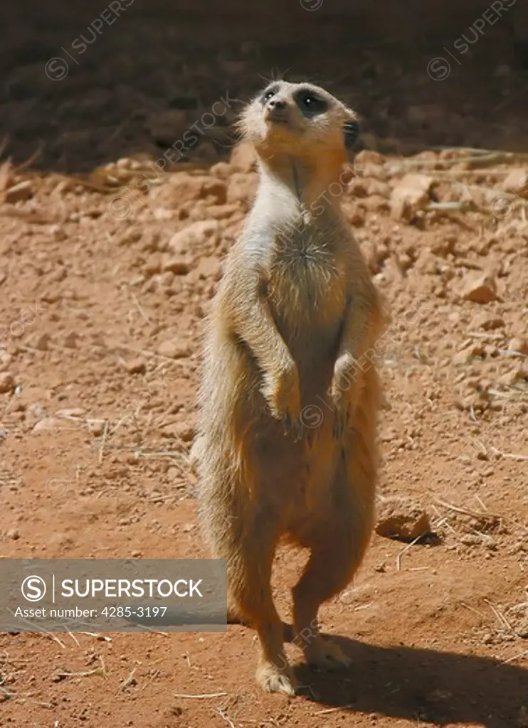 Meerkat standing on hind legs, fully upright, looking intently to side, on reddish earth.