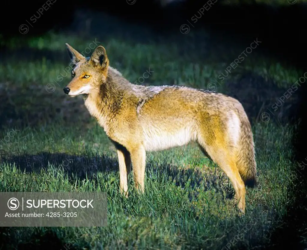 Coyote adult, full figure, side portrait, with warm sidelight, on green grass, dark background. (taken in Yosemite Valley, Cal.)