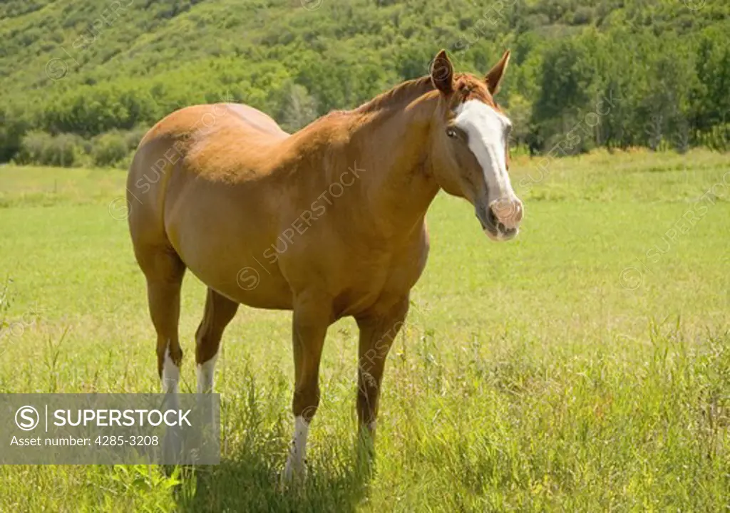 Horse, adult, yellow/reddish, with white spot on forehead, very healthy, full body close shot, looking at viewer, standing in field of green grass