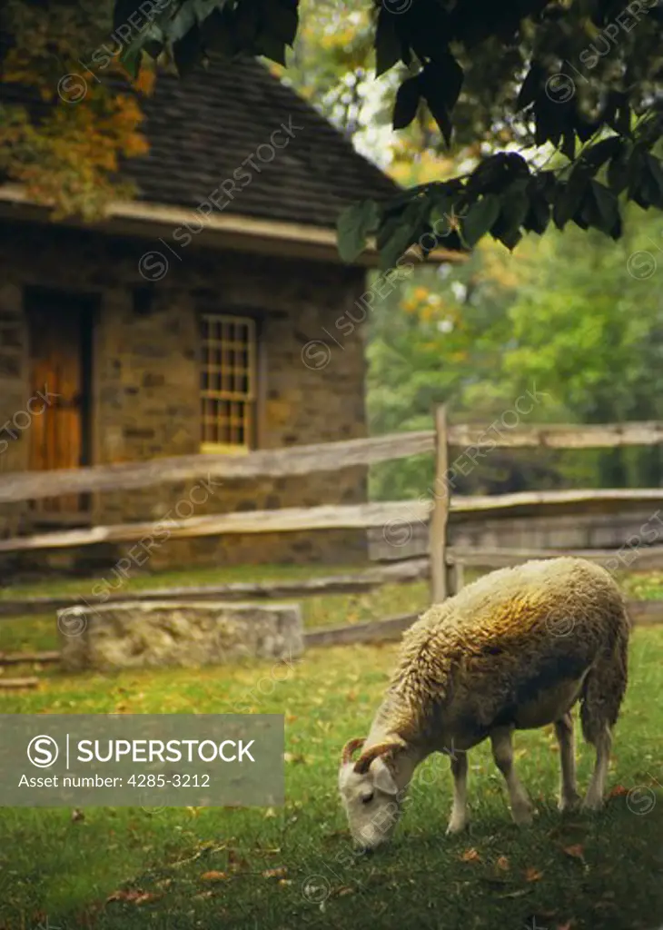Sheep, grazing on green meadow/fallen autumn leaves, surrounded by shady trees and colonial brick house with wooden fence in background.