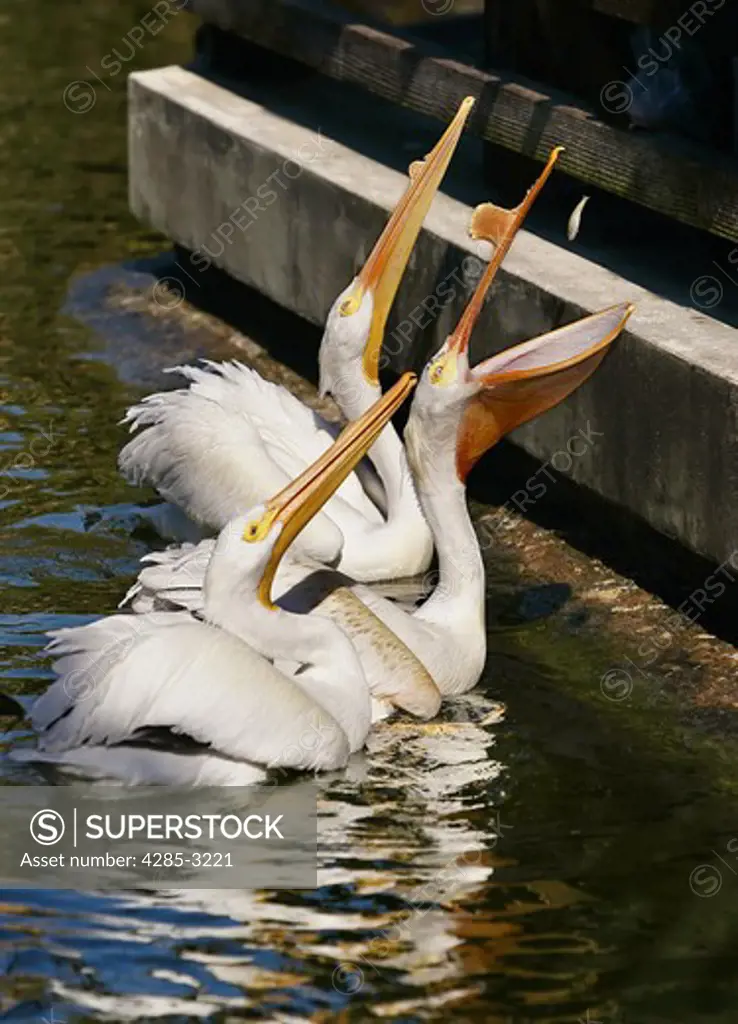 Three white pelicans on water, looking up with open beaks, apparently being fed a sardine by someone from above.