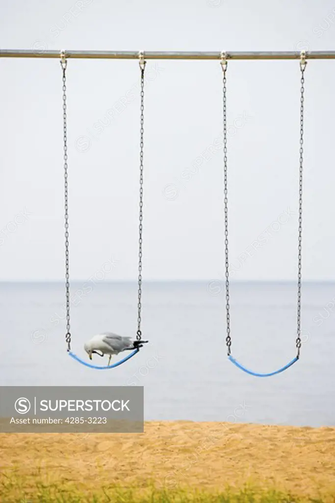 Gray beach and ocean setting, reddish sand, close-up of two simple beach swings and a large, gray seagull perched on one swing with one leg drawn up to face.