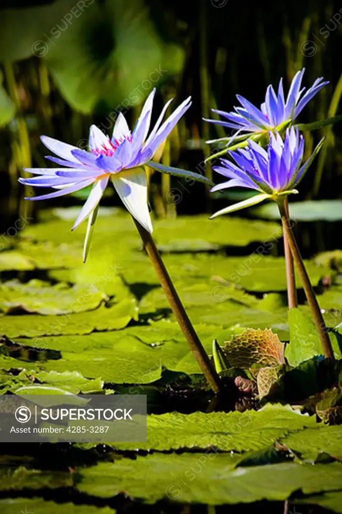 Purple water lilies with long stems coming out of water, green leaves.
